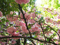 цветение сакуры